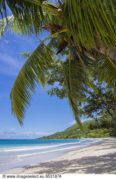 Strand mit Palmen  Beau Vallon  Mahe  Seychellen
