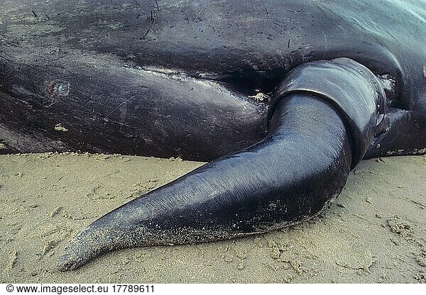Stranded dead sperm whale (Physeter macrocephalus)  male  penis  Oostduinkerke  Belgium  Europe