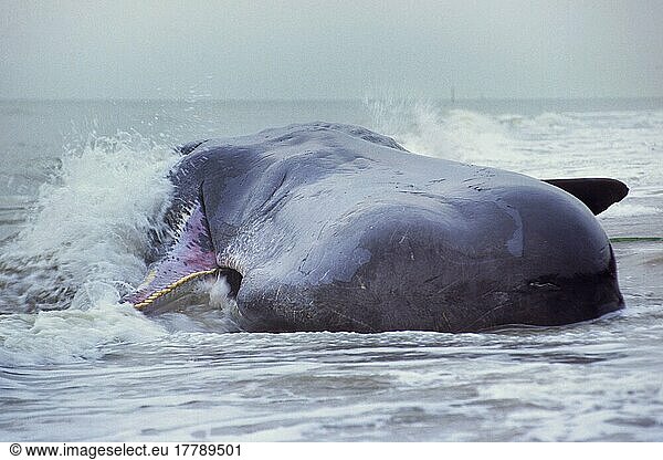 Stranded dead sperm whale (Physeter macrocephalus)  Oostduinkerke  Belgium  Europe