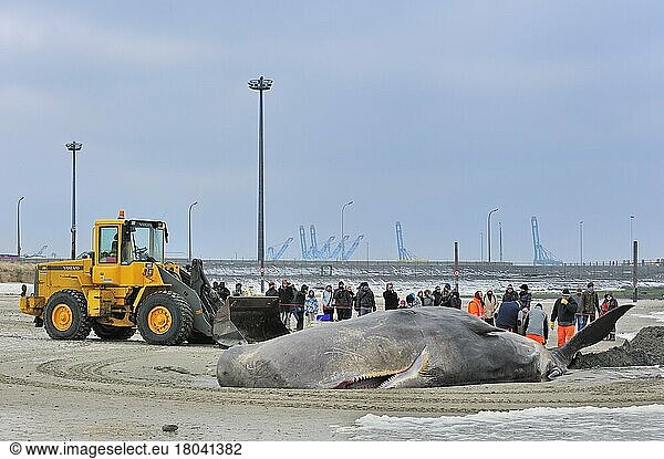 Stranded sperm whale (Physeter macrocephalus) on the beach of Knokke  Belgium  Europe