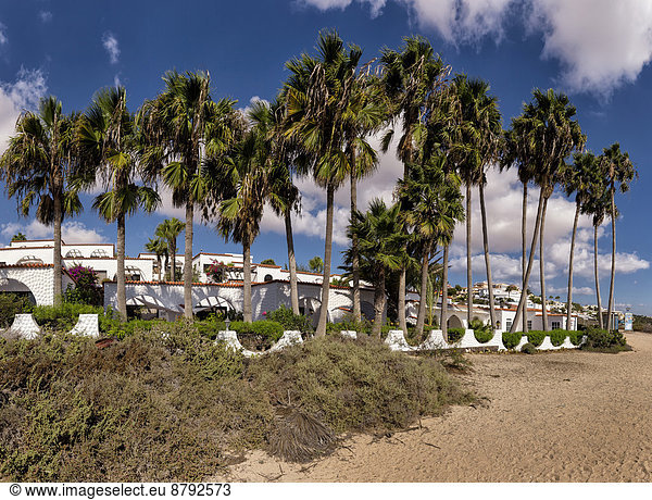 Strandhaus Palme Europa Strand Sommer Baum Dorf Kanaren Kanarische Inseln Costa Calma Fuerteventura Spanien