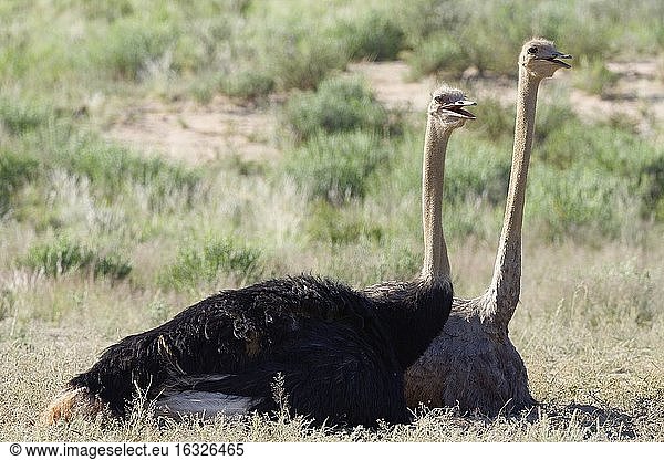 Strauße (Struthio camelus)  erwachsen  Männchen und Weibchen  ruhend auf sandigem Boden  Kgalagadi Transfrontier Park  Nordkap  Südafrika  Afrika.