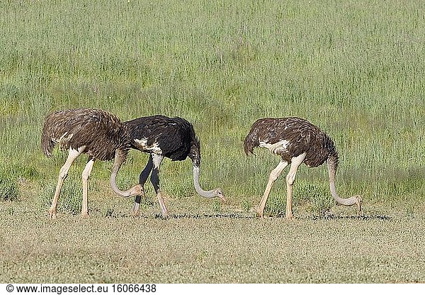 Strauße (Struthio camelus)  Erwachsene  Männchen und Weibchen  auf Nahrungssuche  Kgalagadi Transfrontier Park  Nordkap  Südafrika  Afrika.