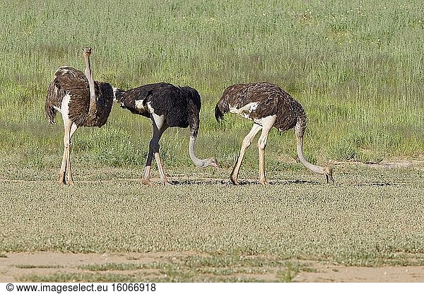 Strauße (Struthio camelus)  Erwachsene  Männchen und Weibchen  auf Nahrungssuche  Kgalagadi Transfrontier Park  Nordkap  Südafrika  Afrika.