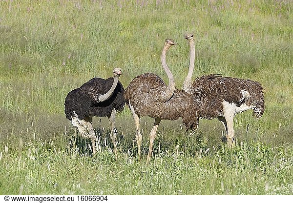 Strauße (Struthio camelus)  Erwachsene  Männchen und Weibchen  im hohen Gras  Kgalagadi Transfrontier Park  Nordkap  Südafrika  Afrika.
