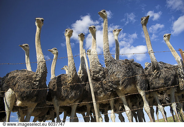 Strauße Struthio Camelus Strauß Bauernhof Western Cape Südafrika Afrika