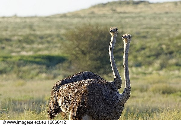 Strauße (Struthio camelus)  zwei erwachsene Weibchen  stehend im Gras  aufmerksam  Kgalagadi Transfrontier Park  Nordkap  Südafrika  Afrika.