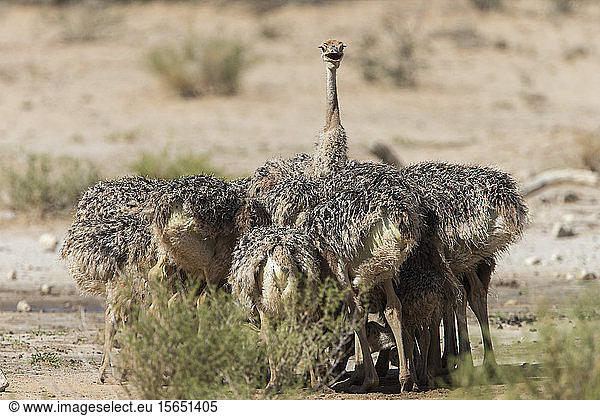 Straußenküken (Struthio camelus)  Kgalagadi Transfrontier Park  Südafrika  Afrika
