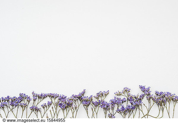 Strauß getrockneter Wildblumen auf weißem Hintergrund mit weißer Hintergrund-Draufsicht