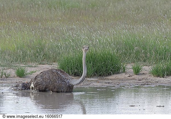 Strauß (Struthio camelus)  erwachsenes Weibchen  kühlt sich im Wasser ab  Kgalagadi Transfrontier Park  Nordkap  Südafrika  Afrika.