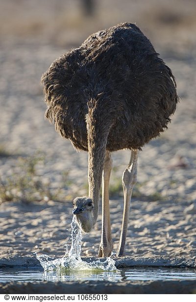 Strauß (Struthio camelus)  Weibchen trinkt an einem Wasserloch  Kgalagadi-Transfrontier-Nationalpark  Nordkap Provinz  Südafrika