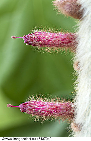Straus's firecracker (Cleistocactus strausii) flowers