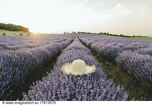 Straw hat on lavender plants in field