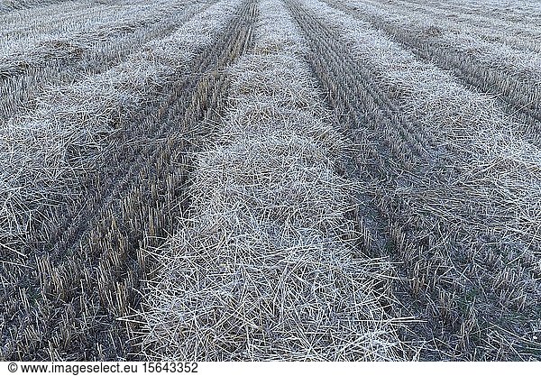 Straw on a threshed cornfield  Bavaria  Germany  Europe