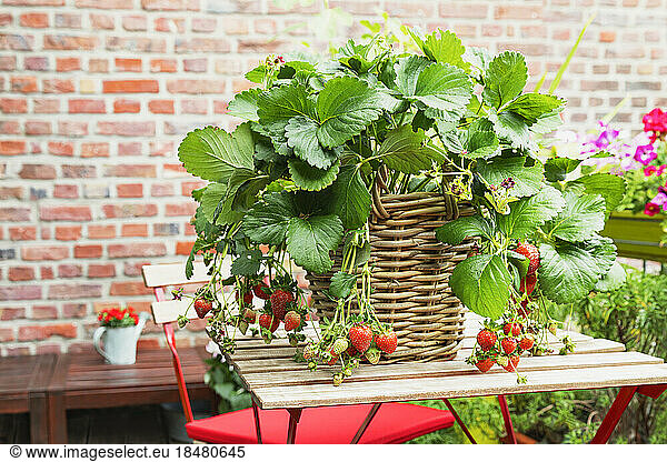 Strawberries cultivated in wicker basket standing on balcony table