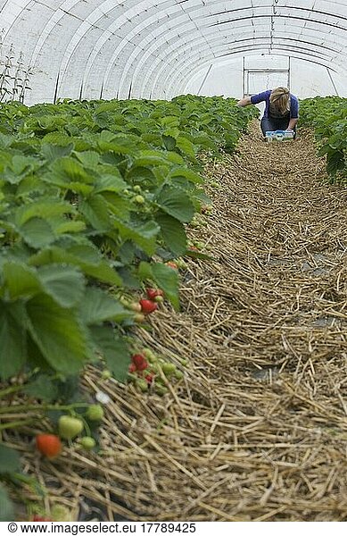 Strawberries (Fragaria) in greenhouse  Belgium  Strawberry  Europe