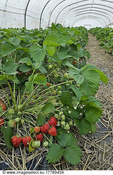 Strawberries (Fragaria) in greenhouse  Belgium  Strawberry  Europe