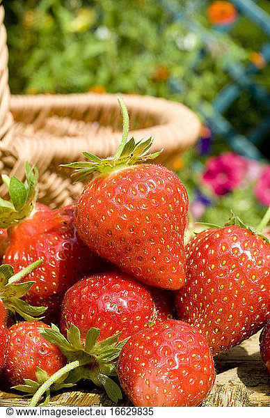 Strawberry 'Gariguette' (Fragaria x ananassa) Strawberry 'Gariguette ...