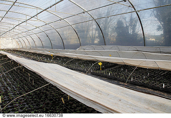 Strawberry plants in a greenhouse at an organic market gardener  France