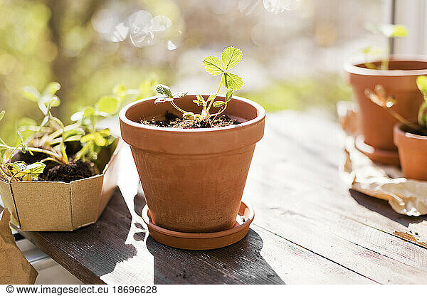 Strawberry seedlings and terracotta pots in sunlight