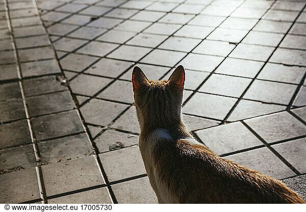 Stray cat standing on pavement