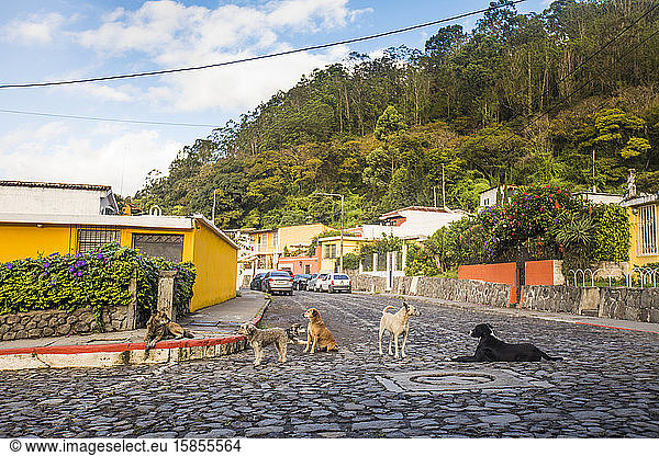 Stray dogs on cobble streets of Antigua  Guatemala.