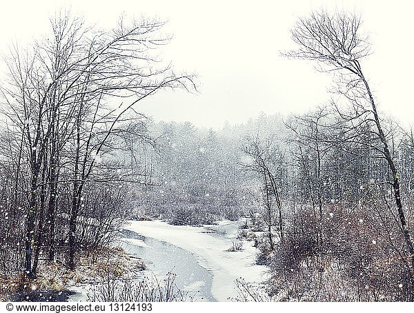 Stream flowing amidst bare trees in forest during snowfall