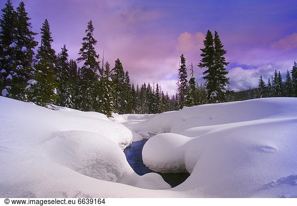 Stream In Forest In Winter
