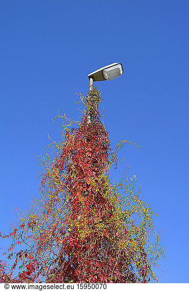 Street light covered of autumnal creeping plant