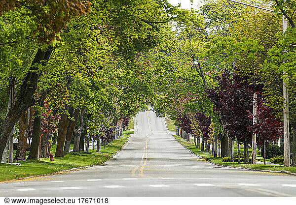 Street with Leafy Canopy