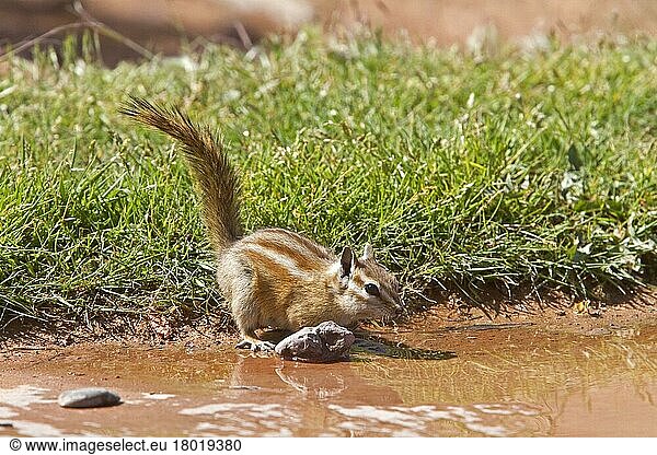 Streifenbackenhörnchen (Eutamias minimus)  Nagetiere  Säugetiere  Tiere  Least Chipmunk drinking