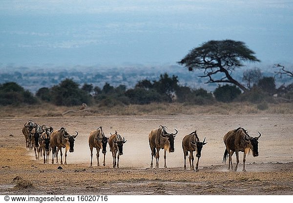 Streifengnu (Connochaetes taurinus)  auch Weißbartgnu  Weißbartgnu oder Streifengnu genannt. Amboseli-Nationalpark. Kenia.