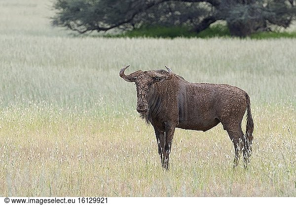 Streifengnu (Connochaetes taurinus)  erwachsenes Männchen  bedeckt mit getrocknetem Schlamm  stehend im hohen Gras  Kgalagadi Transfrontier Park  Nordkap  Südafrika  Afrika.