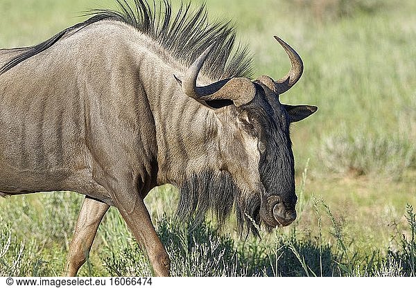 Streifengnu (Connochaetes taurinus)  erwachsenes Tier  Futtersuche im hohen Gras  Kgalagadi Transfrontier Park  Nordkap  Südafrika  Afrika.