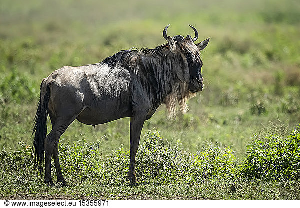 Streifengnu (Connochaetes taurinus) im Grasland stehend  nach rechts blickend  Serengeti-Nationalpark; Tansania