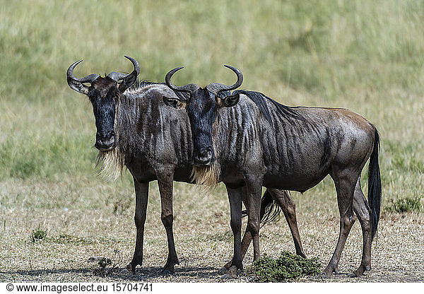 Streifengnu (Connochaetes taurinus)  Masai Mara National Reserve  Kenia