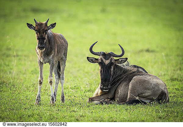 Streifengnu (Connochaetes taurinus)  Mutter und Kalb  Augenkamera  Klein's Camp  Serengeti-Nationalpark; Tansania