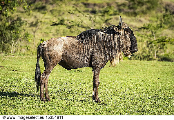 Streifengnu (Connochaetes taurinus) steht im Profil auf Gras  Serengeti; Tansania