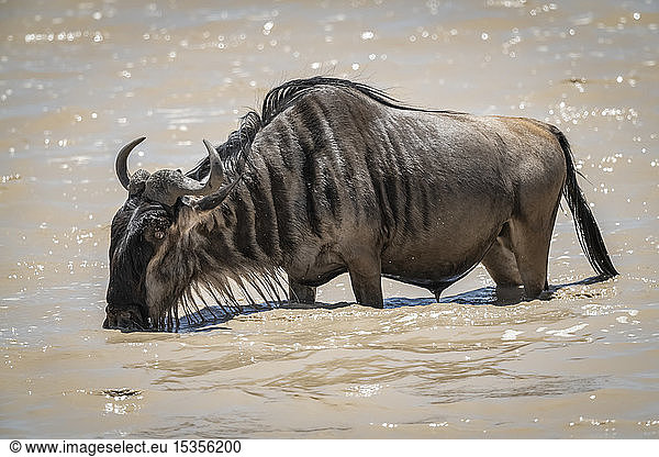 Streifengnu (Connochaetes taurinus) trinkt aus einem schlammigen  flachen See  Serengeti-Nationalpark; Tansania