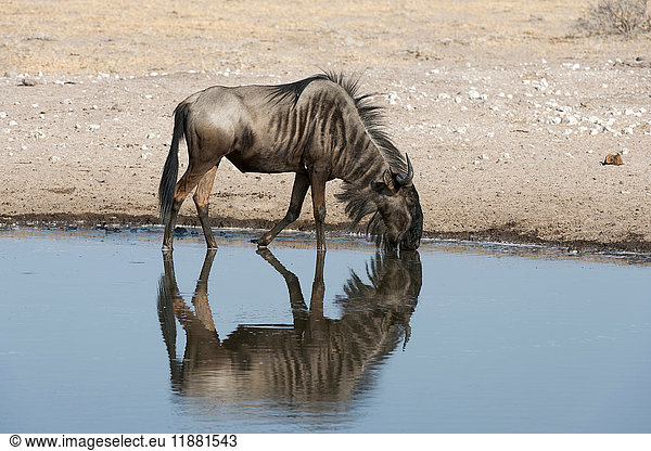 Streifengnu (Connochaetes taurinus) trinkt aus Wasserloch  Kalahari  Botswana  Afrika