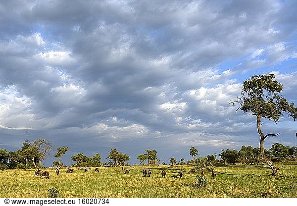 Streifengnu oder Weißbartgnu  Weißbartgnu oder Bürzelgnu (Connochaetes taurinus). Serengeti-Nationalpark. Tansania.
