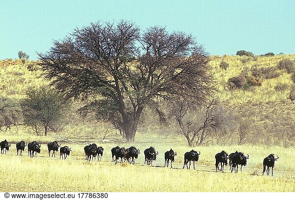 Streifengnu  Streifengnus (Connochaetes taurinus)  Gnu  Gnus  Huftiere  Paarhufer  Säugetiere  Tiere  Antilopen  Blue Wildebeest Herd walking in single file across desert/Kalahari