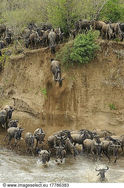 Streifengnu  Streifengnus  Gnu  Gnus  Huftiere  Paarhufer  Säugetiere  Tiere  Antilopen  Blue Wildebeest (Connochaetus taurinus) herd  at river crossing on migration  Entim  Masai Mara  Kenya