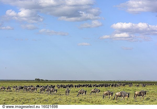 Streifengnu  Weißbartgnu oder Bürzelgnu (Connochaetes taurinus) auf Wanderschaft. Ngorongoro-Schutzgebiet (NCA). Tansania.