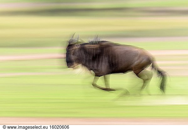 Streifengnu  Weißbartgnu oder Bürzelgnu (Connochaetes taurinus) beim Laufen. Serengeti-Nationalpark. Tansania.