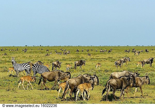Streifengnu  Weißbartgnu oder Bürzelgnu (Connochaetes taurinus). Ngorongoro-Schutzgebiet (NCA). Tansania.