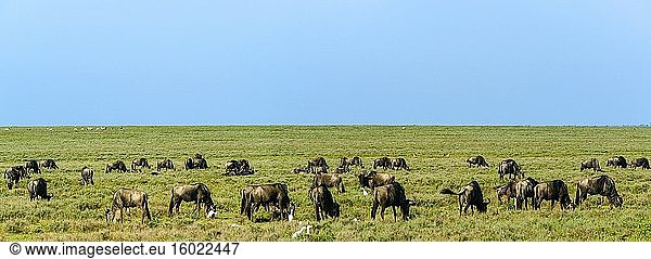Streifengnu  Weißbartgnu oder Bürzelgnu (Connochaetes taurinus). Ngorongoro-Schutzgebiet (NCA). Tansania.