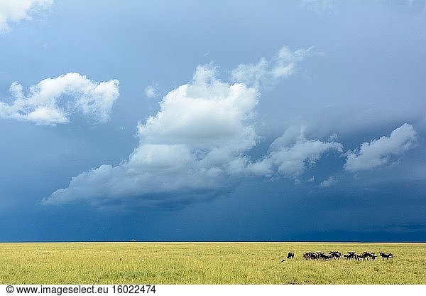 Streifengnu  Weißbartgnu oder Bürzelgnu (Connochaetes taurinus) und herannahender Sturm. Serengeti-Nationalpark. Tansania.