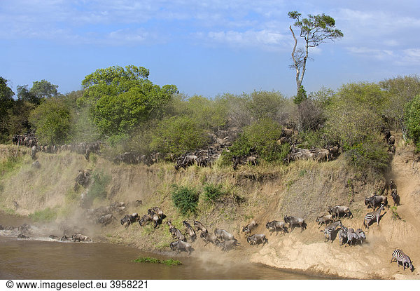 Streifengnus (Connochaetes taurinus) durchqueren den Mara River  Masai Mara National Reserve  Kenia  Ostafrika  Afrika