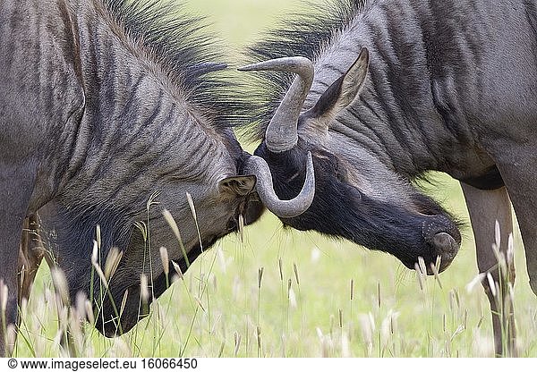 Streifengnus (Connochaetes taurinus)  zwei erwachsene Männchen  die um die Vorherrschaft kämpfen  im hohen Gras  Kgalagadi Transfrontier Park  Nordkap  Südafrika  Afrika.